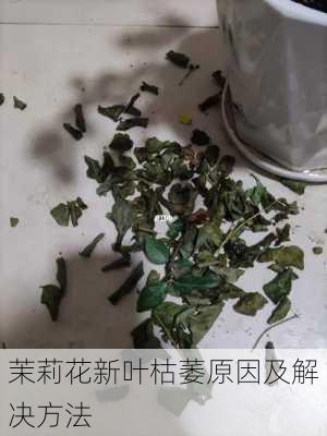 茉莉花新叶枯萎原因及解决方法