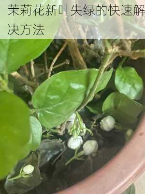 茉莉花新叶失绿的快速解决方法