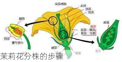 茉莉花分株的步骤