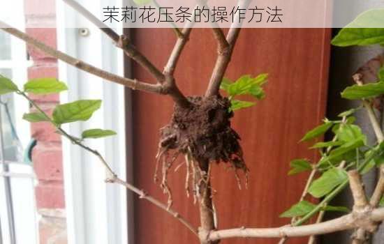 茉莉花压条的操作方法