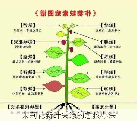 茉莉花新叶失绿的急救办法