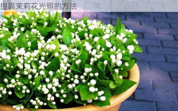 提高茉莉花光照的方法