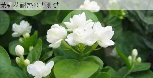 茉莉花耐热能力测试