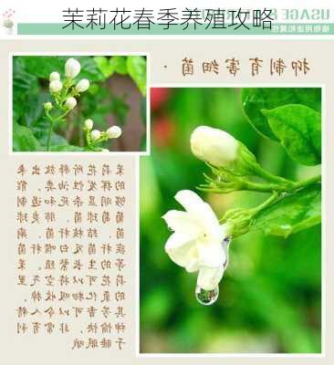 茉莉花春季养殖攻略