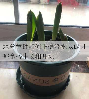 水分管理如何正确浇水以促进郁金香生长和开花