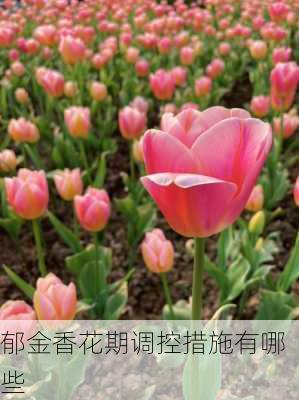 郁金香花期调控措施有哪些