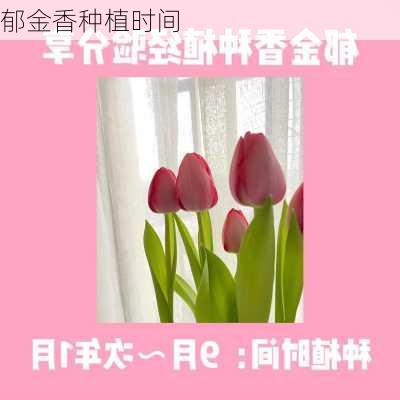 郁金香种植时间