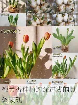 郁金香种植过深过浅的具体表现