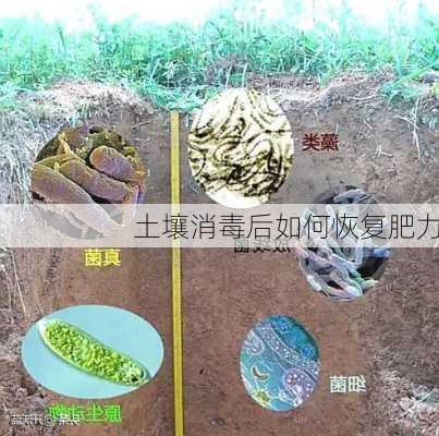 土壤消毒后如何恢复肥力