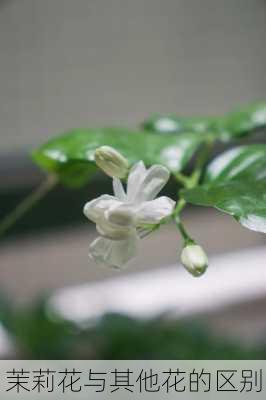 茉莉花与其他花的区别