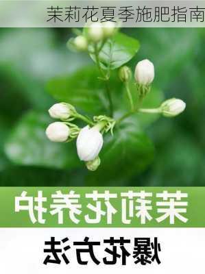 茉莉花夏季施肥指南