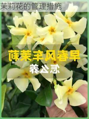 茉莉花的管理措施