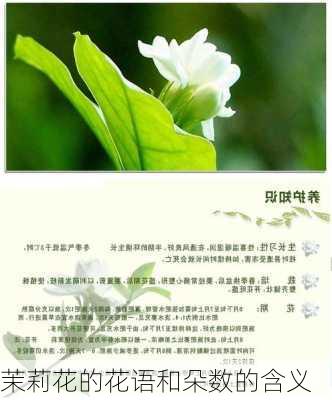 茉莉花的花语和朵数的含义