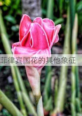 菲律宾国花的其他象征