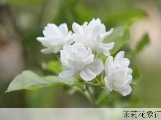 茉莉花象征