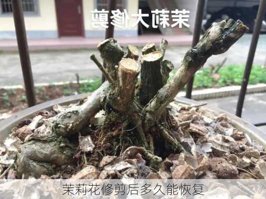 茉莉花修剪后多久能恢复