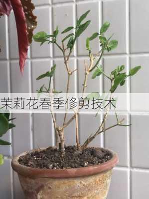 茉莉花春季修剪技术