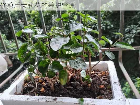 修剪后茉莉花的养护管理