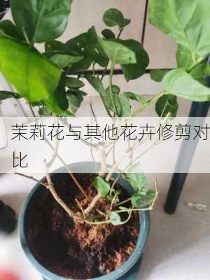 茉莉花与其他花卉修剪对比