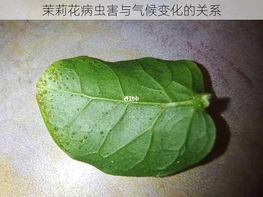 茉莉花病虫害与气候变化的关系