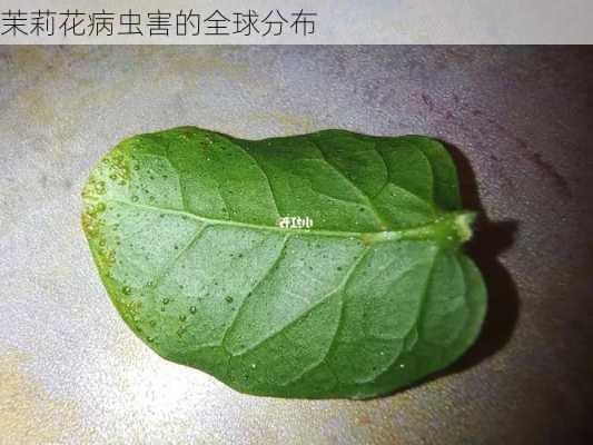 茉莉花病虫害的全球分布