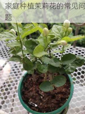 家庭种植茉莉花的常见问题