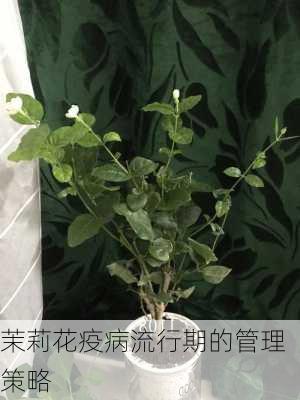 茉莉花疫病流行期的管理策略