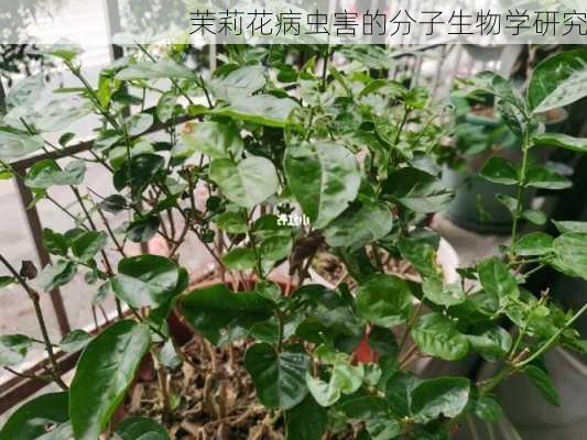 茉莉花病虫害的分子生物学研究