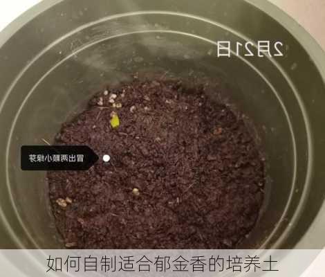 如何自制适合郁金香的培养土