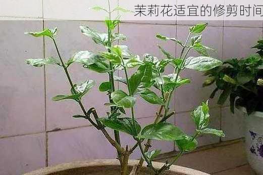 茉莉花适宜的修剪时间