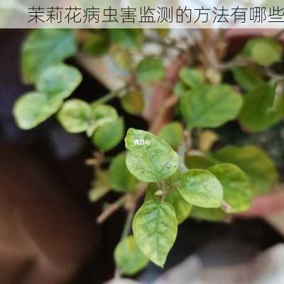 茉莉花病虫害监测的方法有哪些