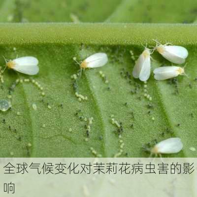 全球气候变化对茉莉花病虫害的影响