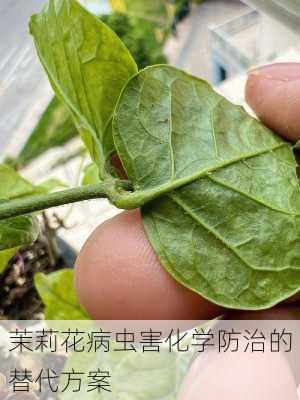 茉莉花病虫害化学防治的替代方案