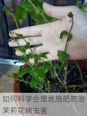 如何科学合理地施肥防治茉莉花病虫害