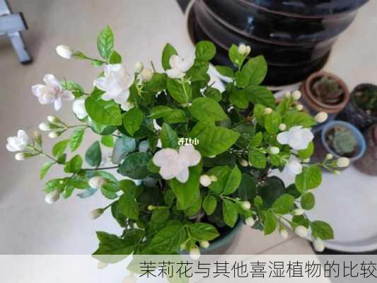 茉莉花与其他喜湿植物的比较