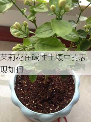 茉莉花在碱性土壤中的表现如何