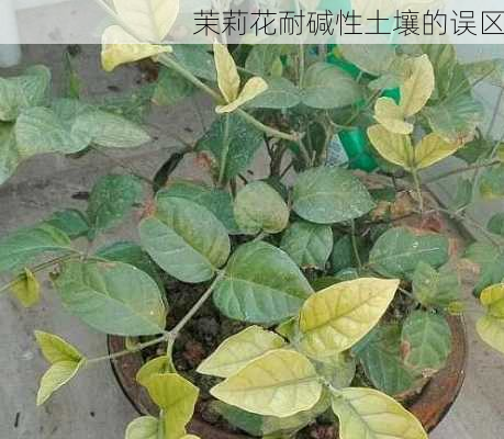 茉莉花耐碱性土壤的误区