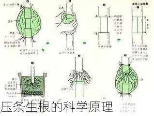 压条生根的科学原理