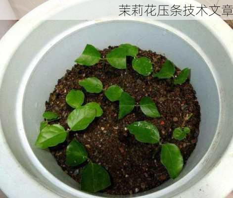 茉莉花压条技术文章