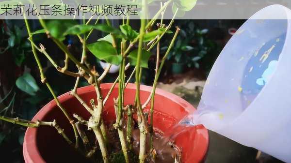 茉莉花压条操作视频教程