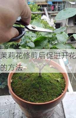 茉莉花修剪后促进开花的方法