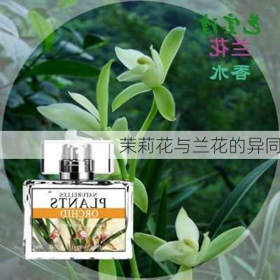 茉莉花与兰花的异同