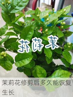 茉莉花修剪后多久能恢复生长