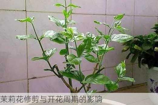 茉莉花修剪与开花周期的影响