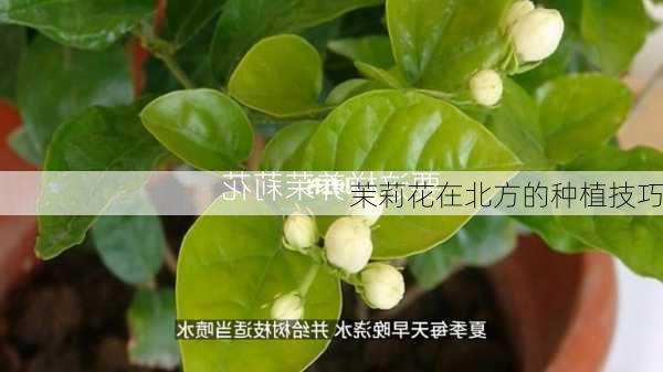 茉莉花在北方的种植技巧