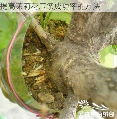 提高茉莉花压条成功率的方法