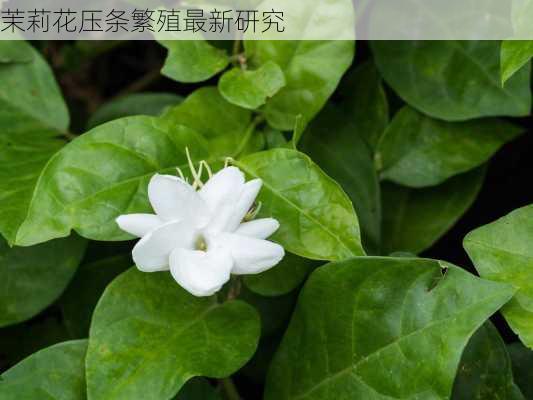 茉莉花压条繁殖最新研究