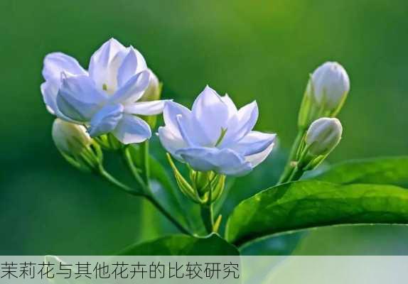 茉莉花与其他花卉的比较研究