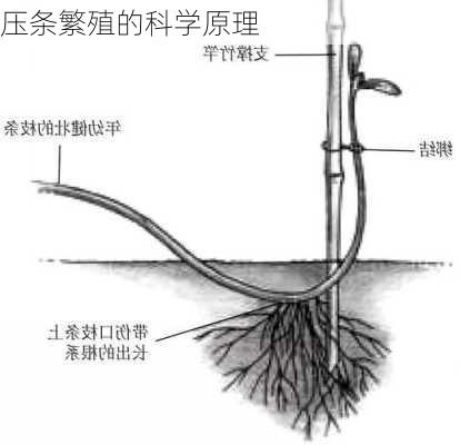 压条繁殖的科学原理