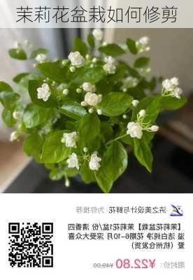 茉莉花盆栽如何修剪